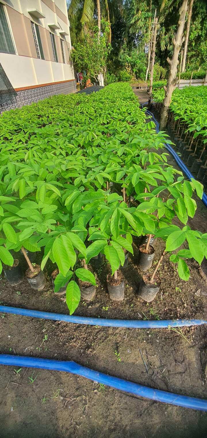 Cây giống Chôm Chôm Tiến Cường