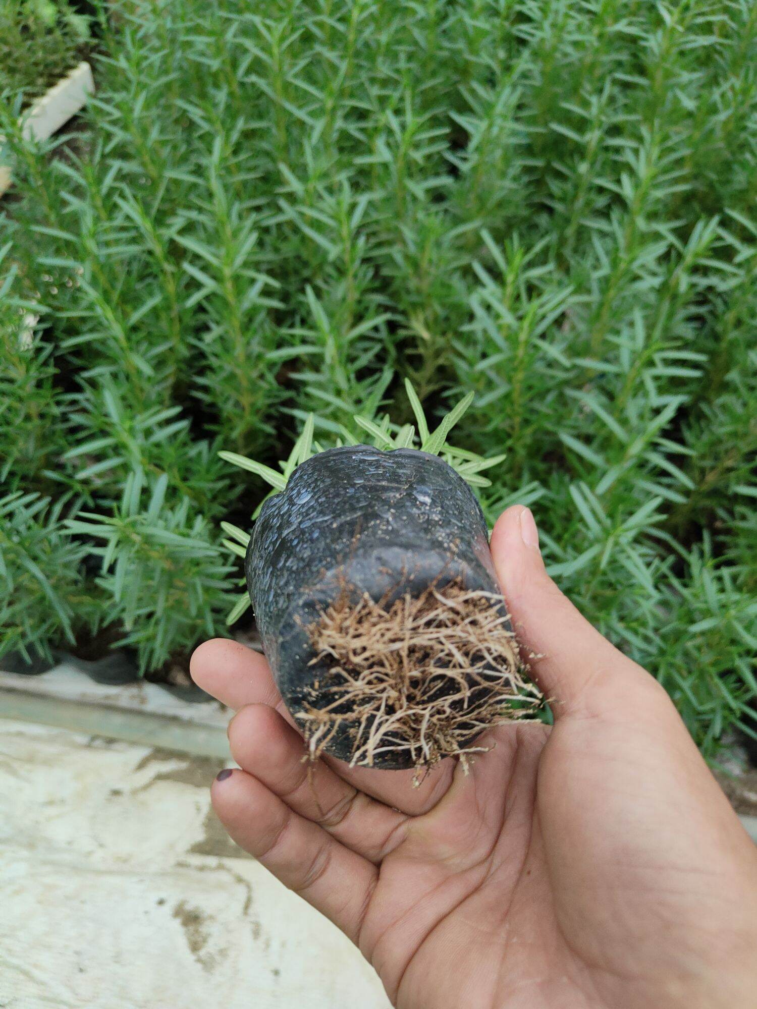 N3M kích rễ cực mạnh