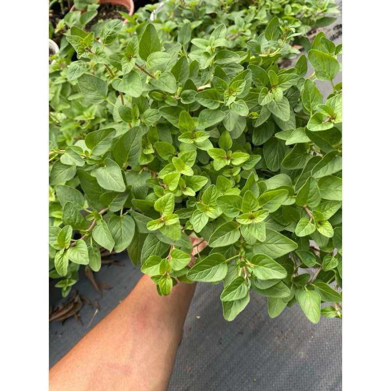 Chậu kinh giới cay oregano - Cây bụi lớn - Gia vị tây
