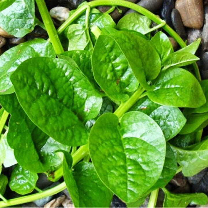 Hạt rau mồng tơi  20gr lá to