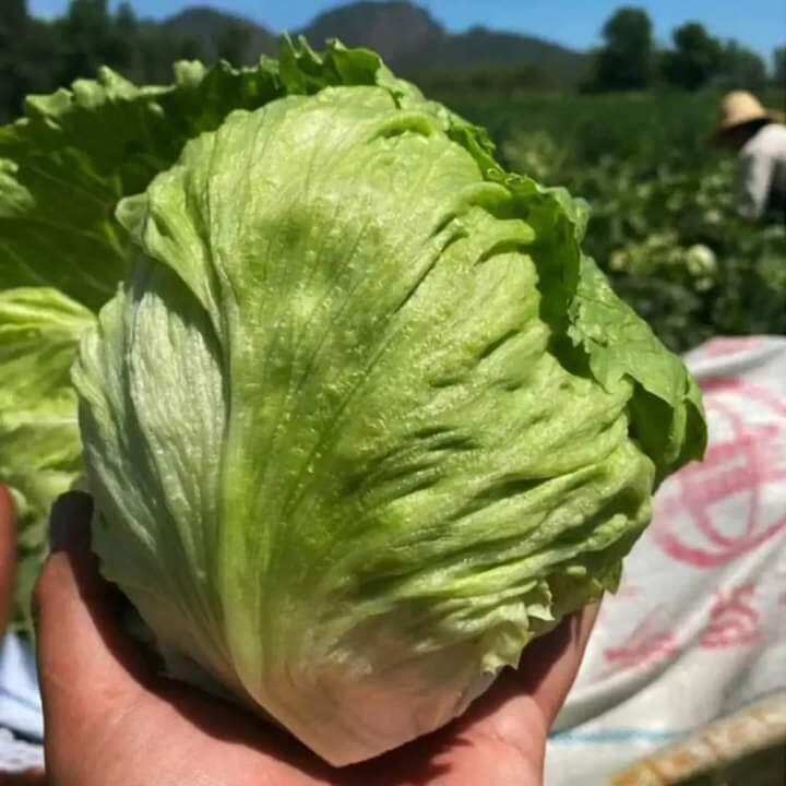 Hạt giống xà lách búp
