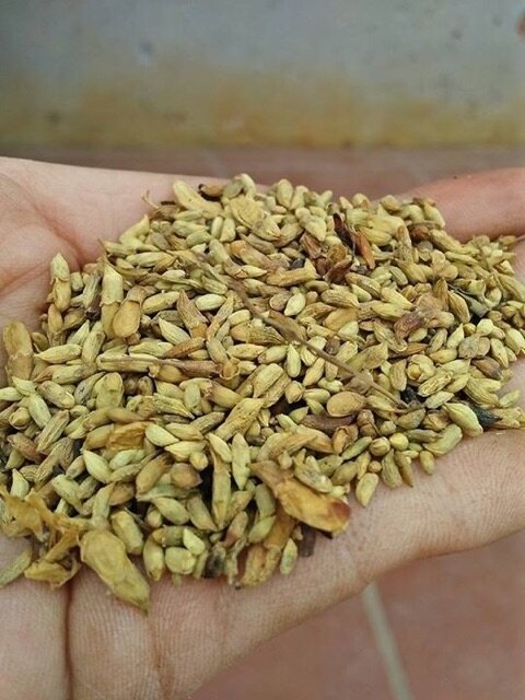 500g hoa hoè khô