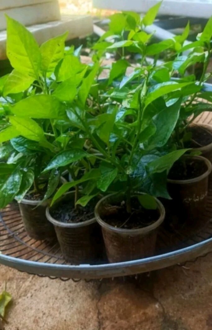 Combo 10 cây mô vỉ Nhật Lùn ( chuẩn giống)