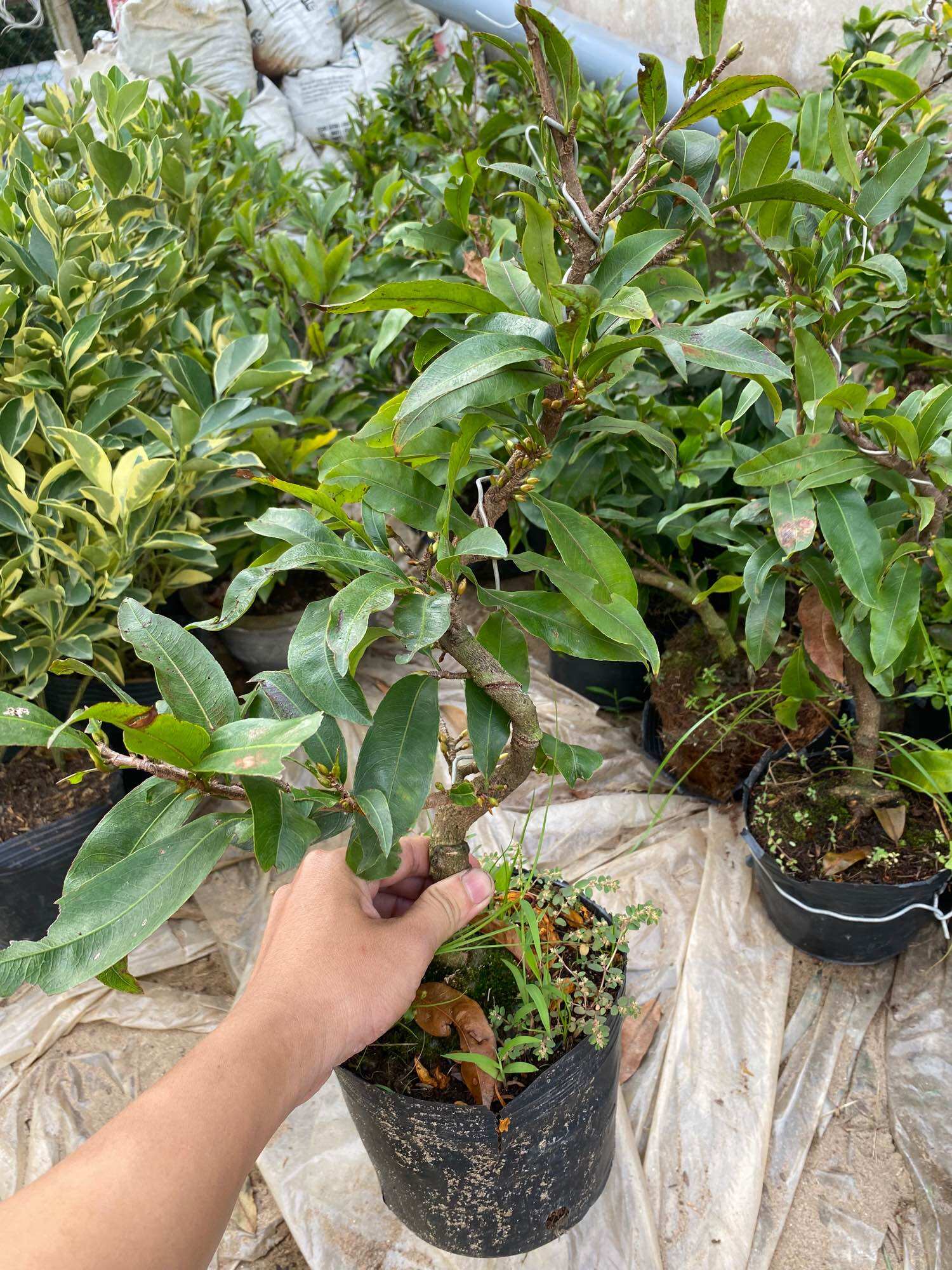 Cây Mai vàng Giảo Thủ Đức