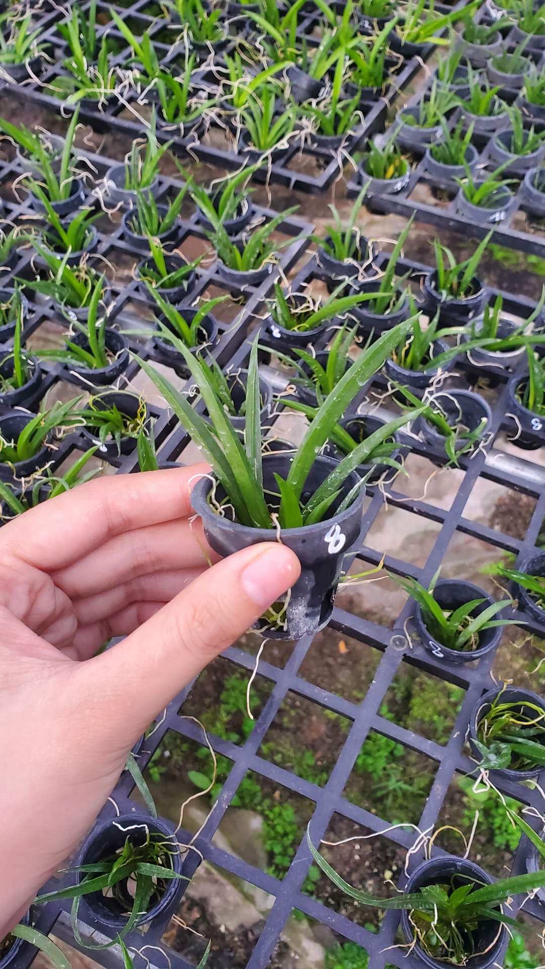 Hoa lan Vũ nữ bút chì giống đủ màu lựa được