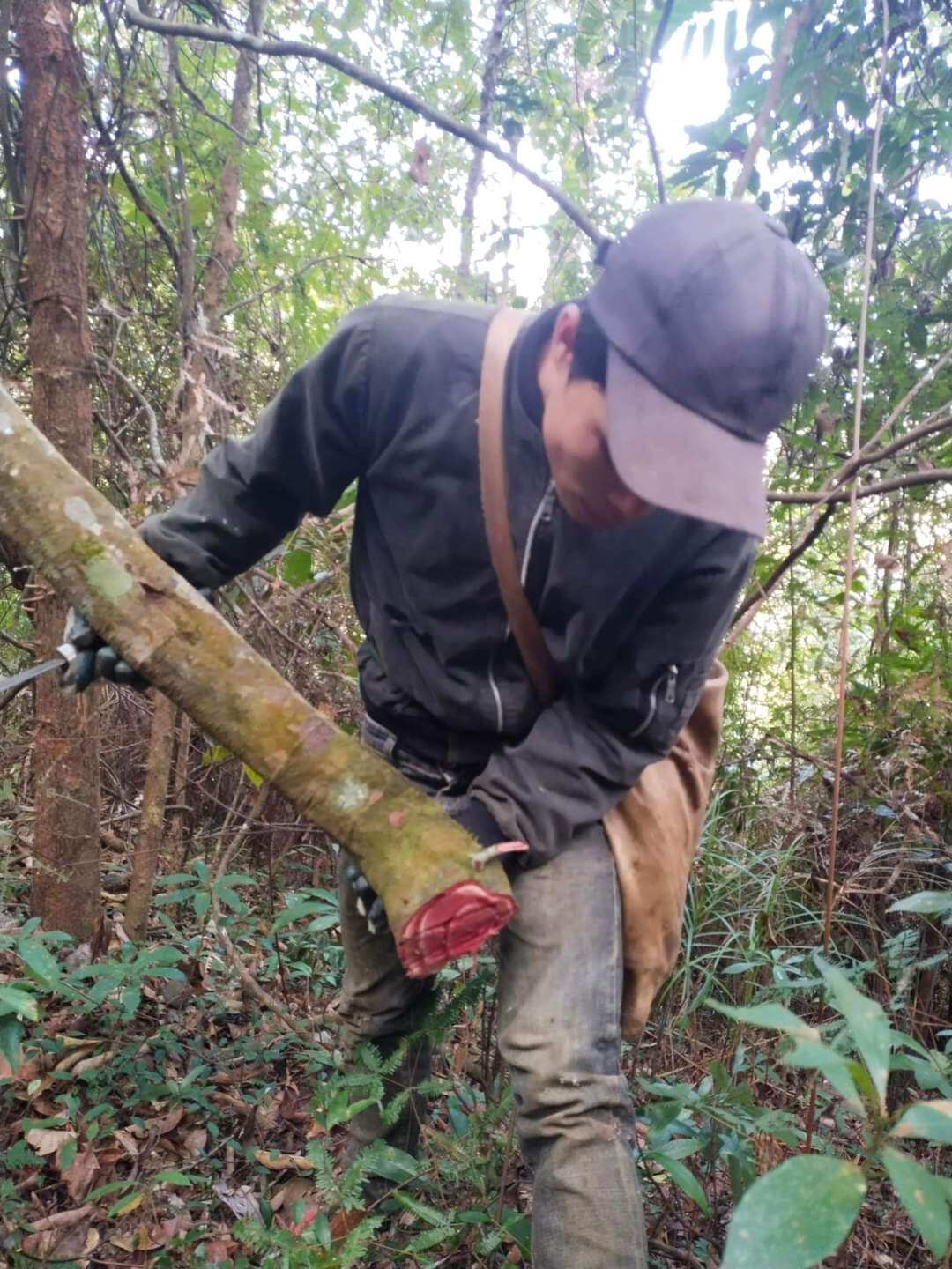 1Kg Cỏ Máu Khô Nguyên Chất