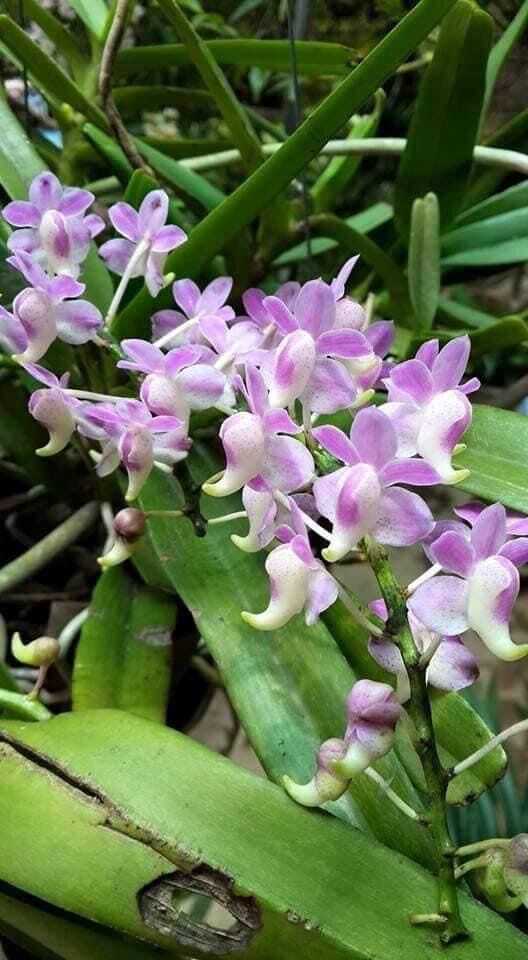 combo 3 cây lan rừng HỒNG NHẠN (hoa thơm, dễ trồng, bao sống)