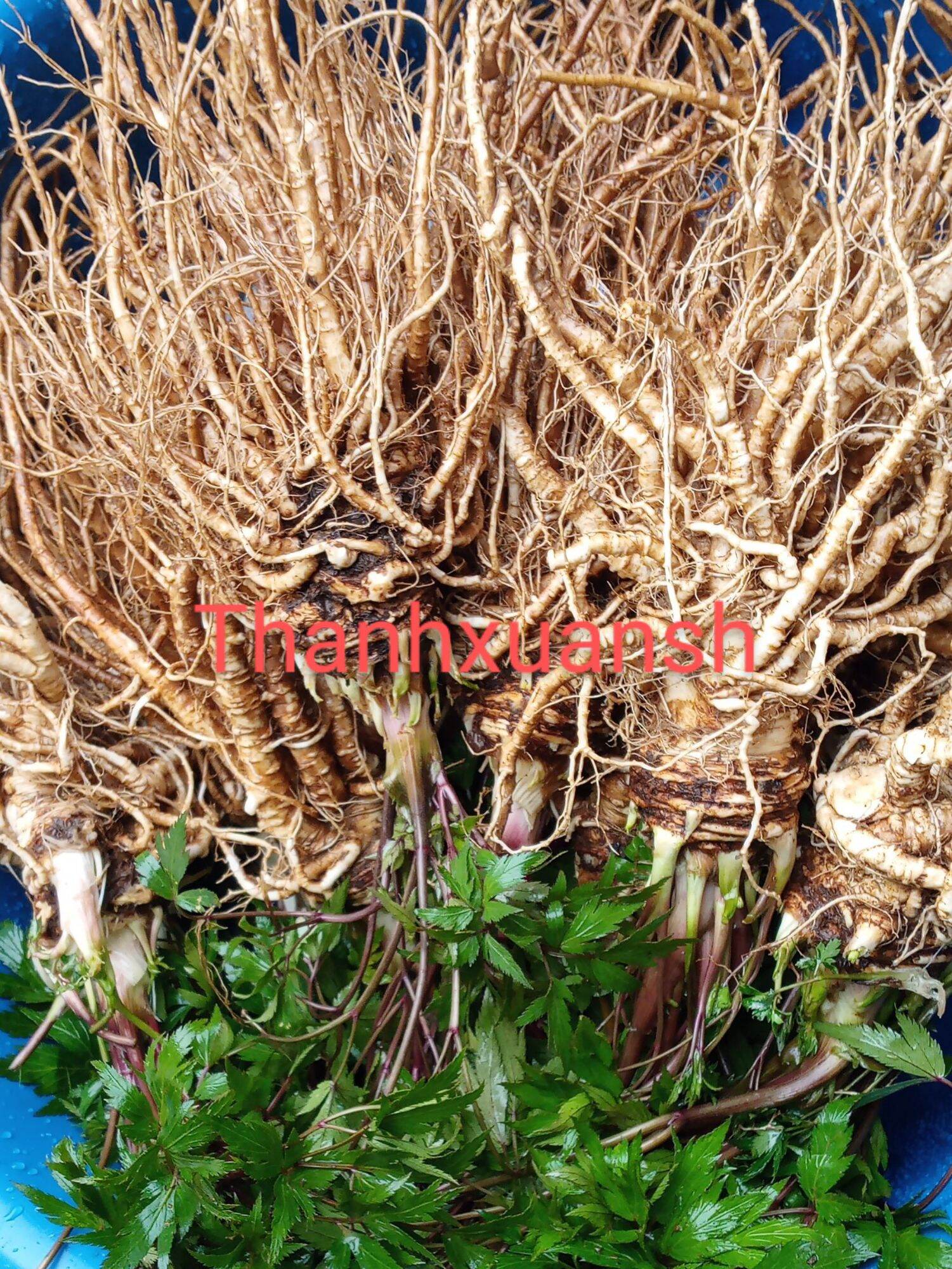 1kg Sâm đương quy tươi Sìn Hồ - Lai Châu (2 củ/1kg)