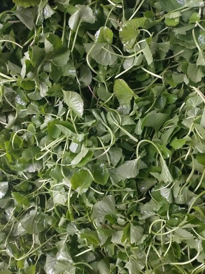 Bột rau má nguyên chất 500g
