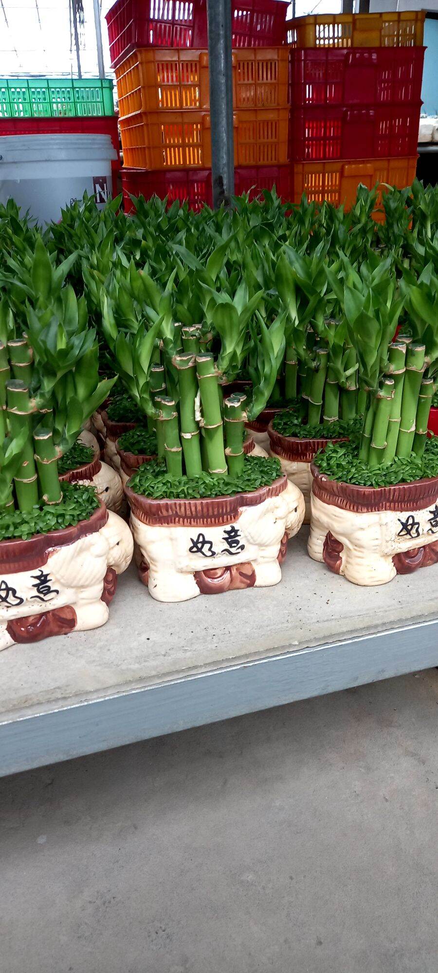 Cây phát tài kèm chậu