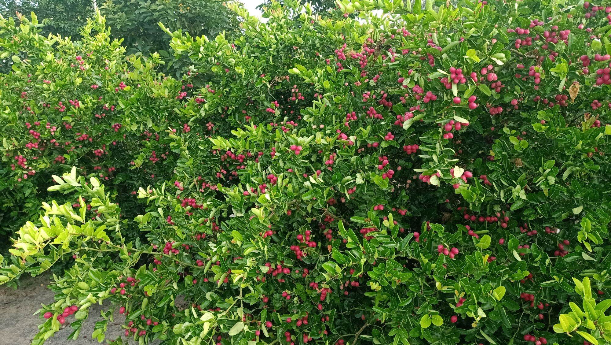 cây siro lớn