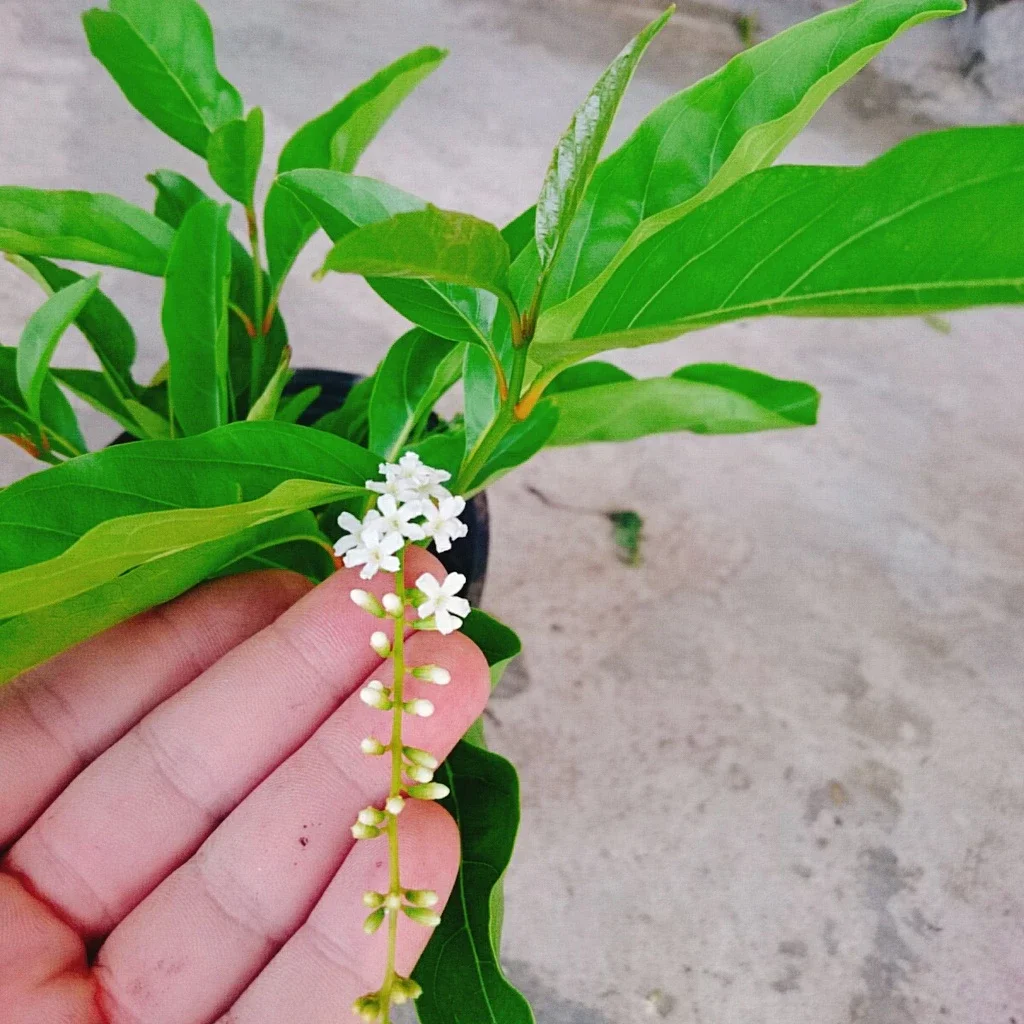 Cây giống hoa lài thái, hương hoa thơm ngát, sắp ra hoa