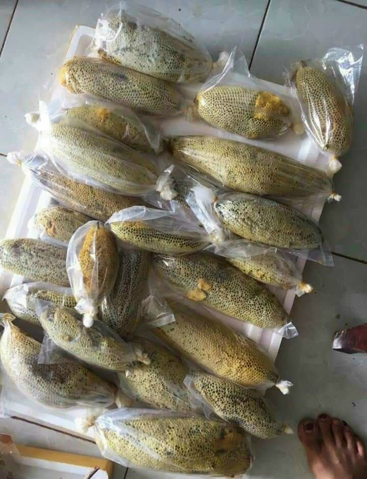Mật ong ruồi nguyên tổ 1kg