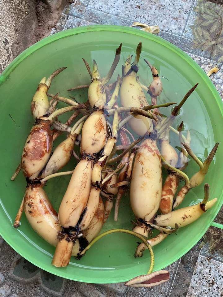 củ sen super