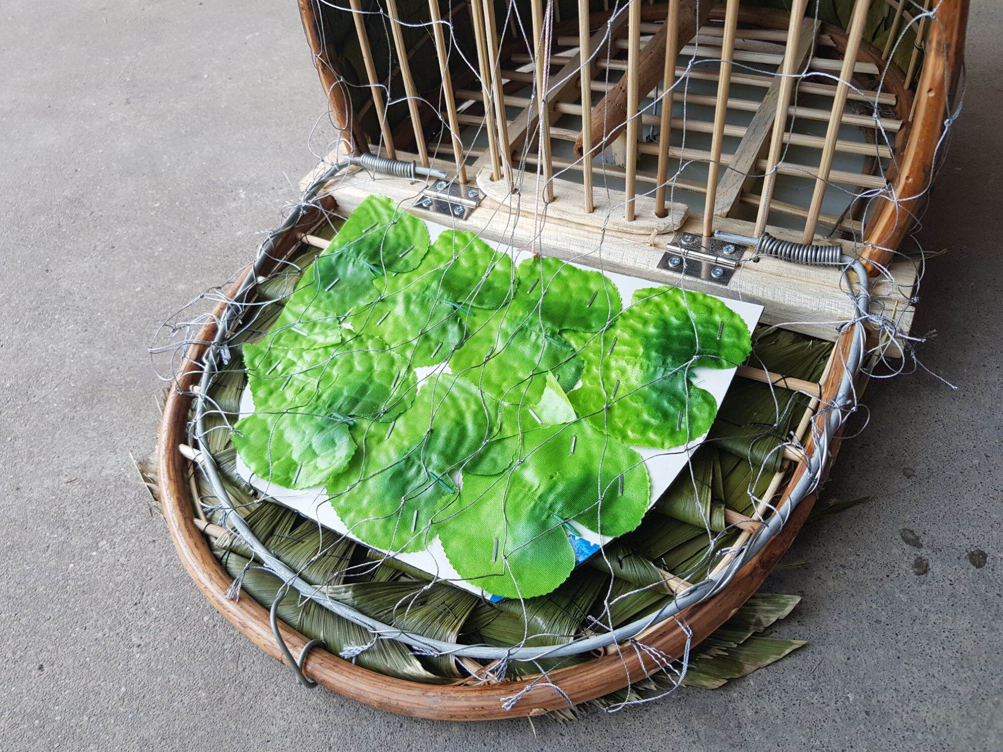 Lồng bẫy chim cu gáy hàng đẹp