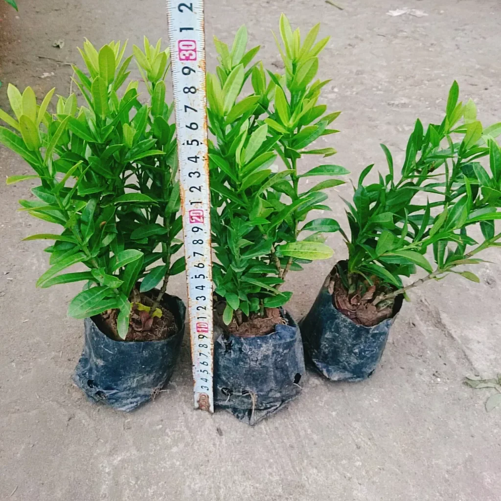 Cây hoa mẫu đơn ngũ sắc