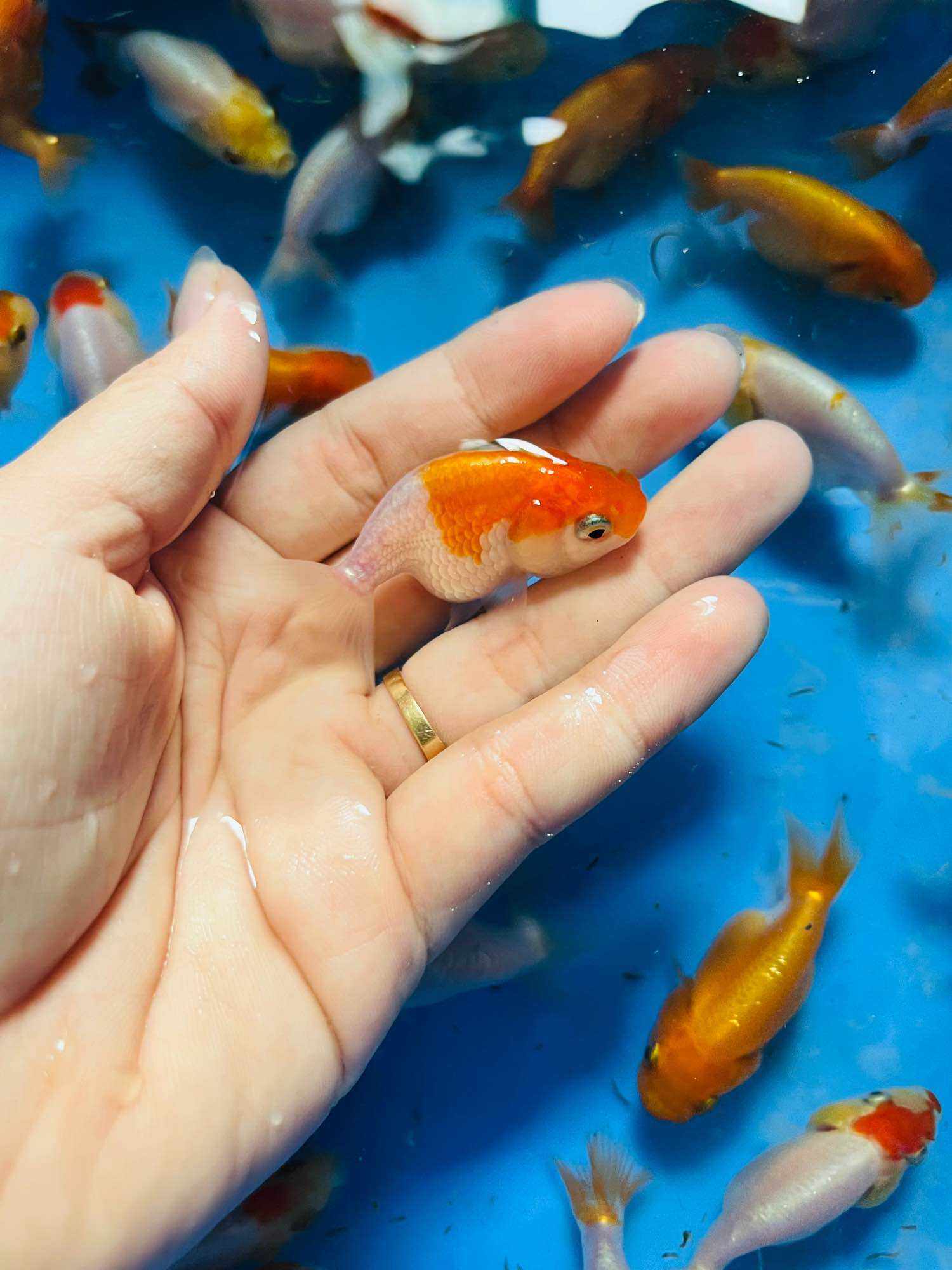 CÁ RANCHU HB SIZE 1N