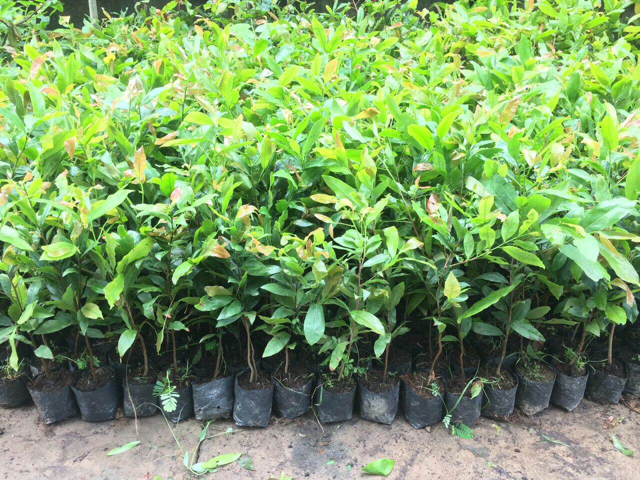 Combo 30 Cây mai vàng quấn rễ cao 20-40cm