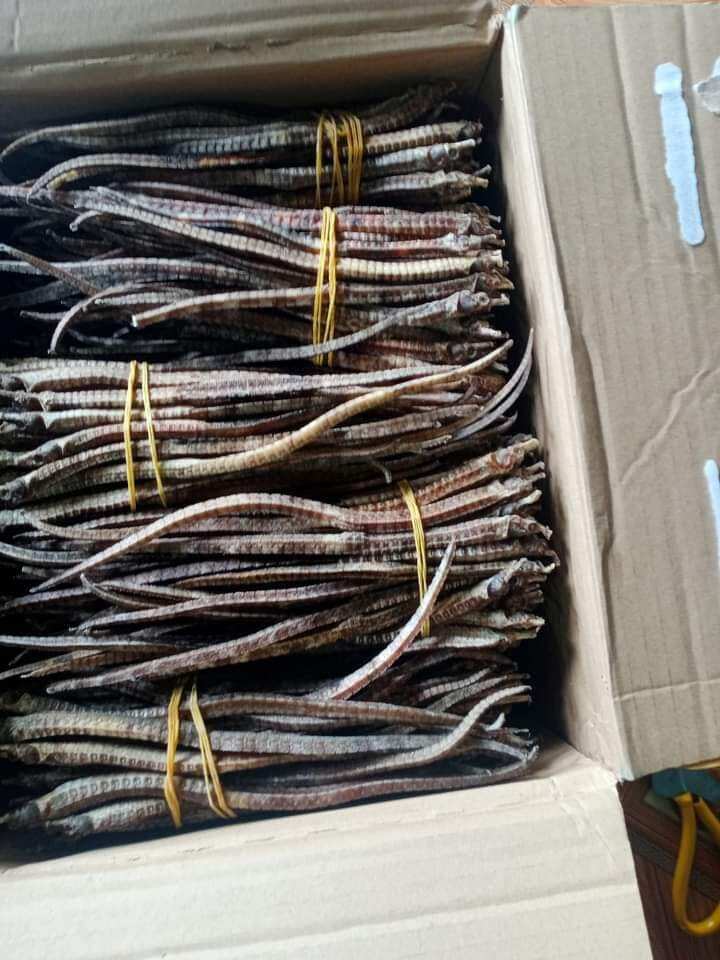 Hải xà khô 20 con