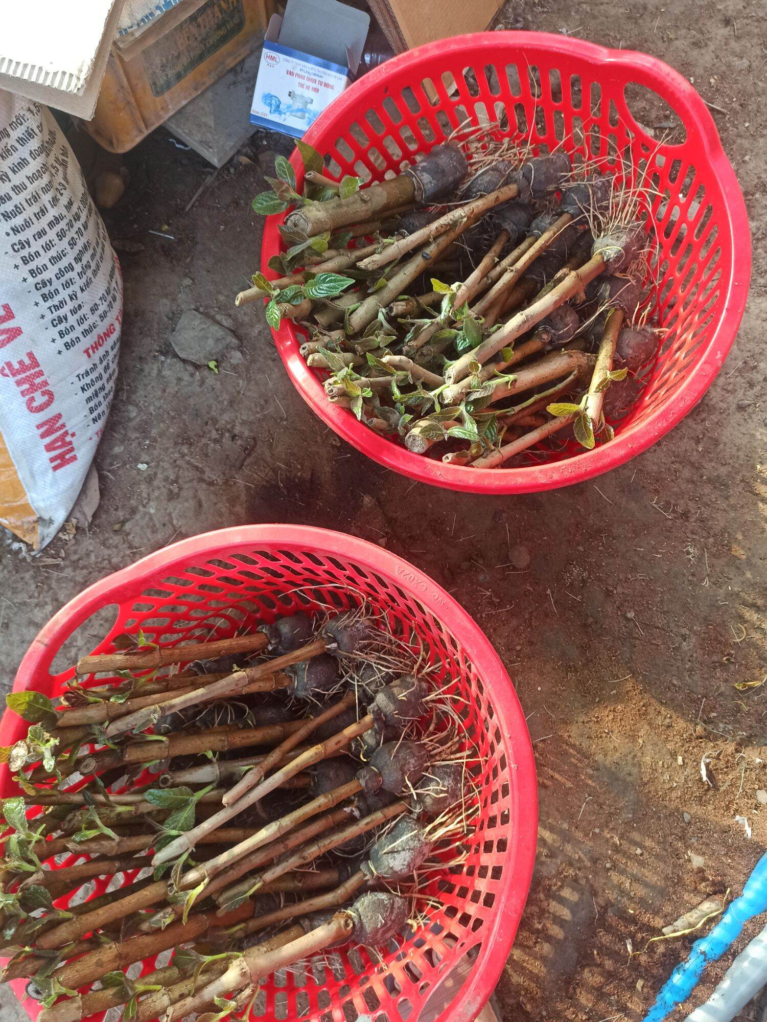 Chè khổng lồ hay gọi là chè đại