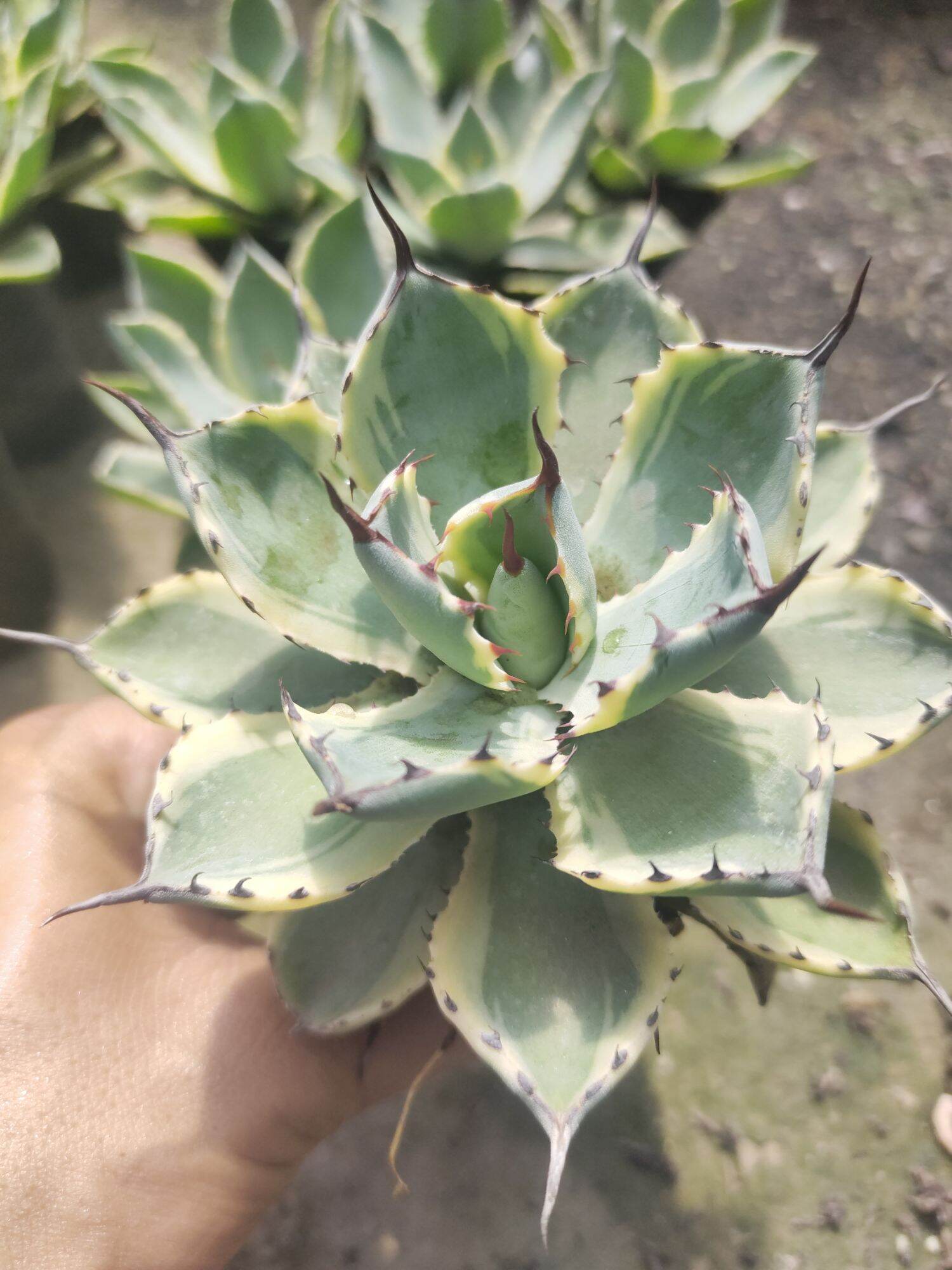 Dứa cảnh Agave lem vàng