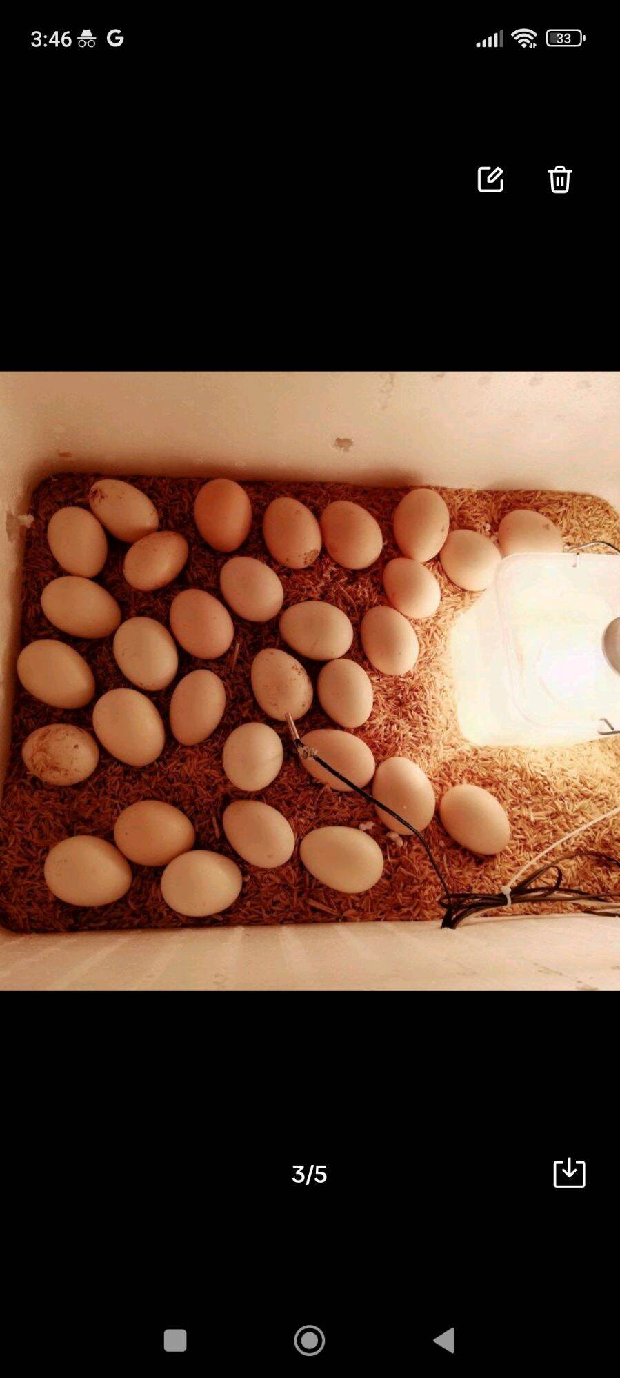 Máy ấp trứng tự động nhiệt độ - bao nở