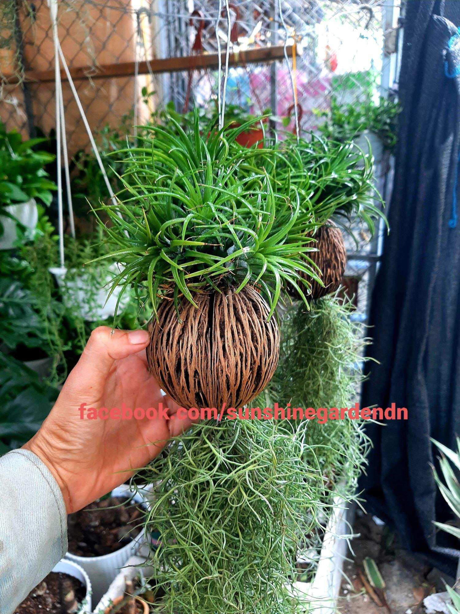 Cây không khí quả dừa - bộ kim yến - quả dừa- tóc tiên (loại 1)