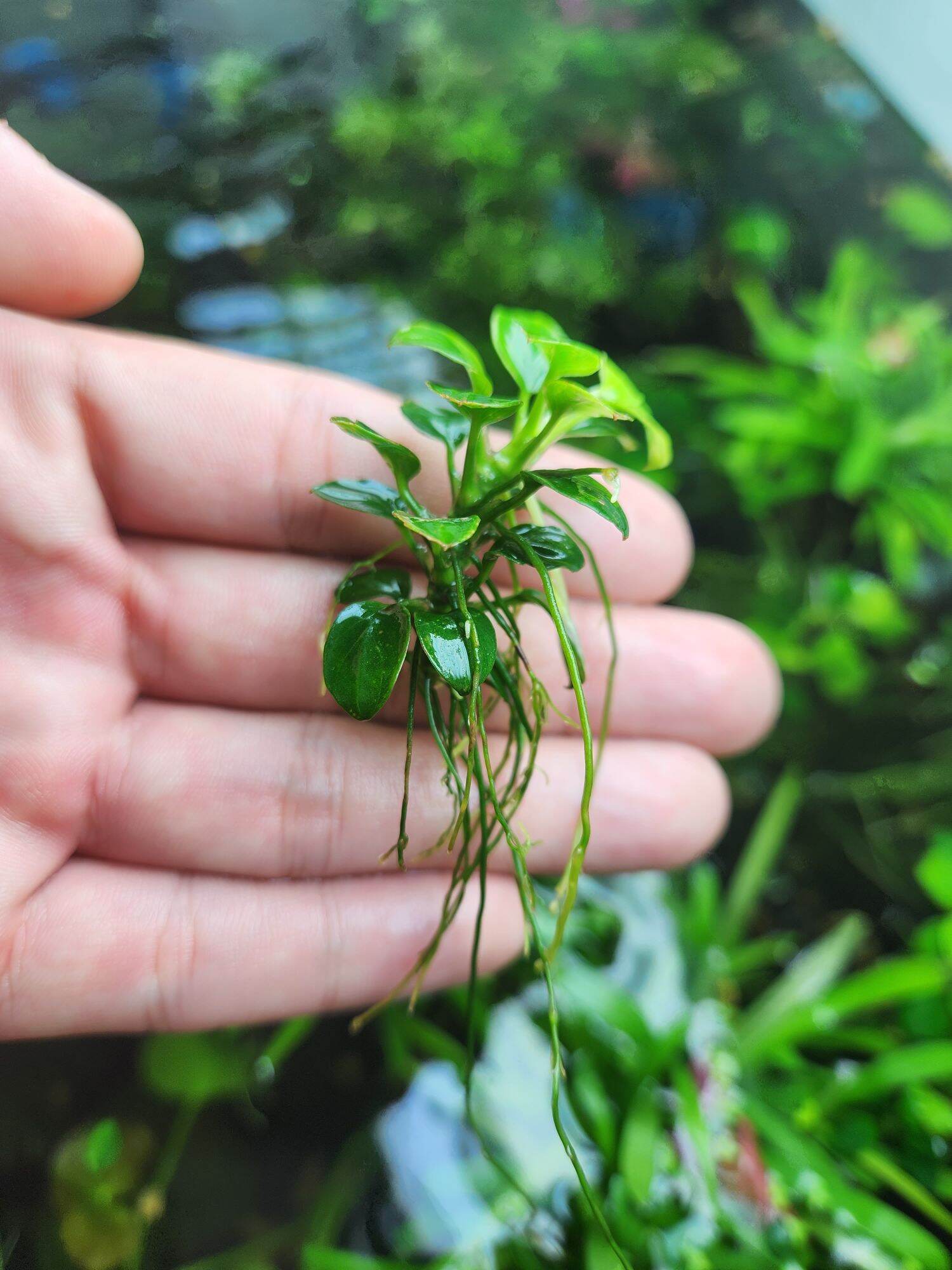 Ráy nana petite thái mới full lá nước (1 ngọn)