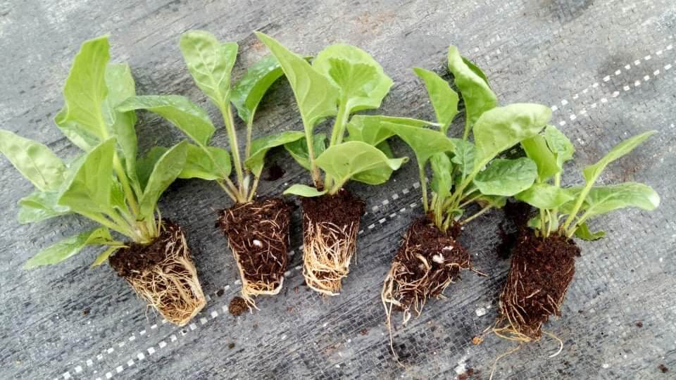 Kích rễ cho cây trồng phát triển mạnh