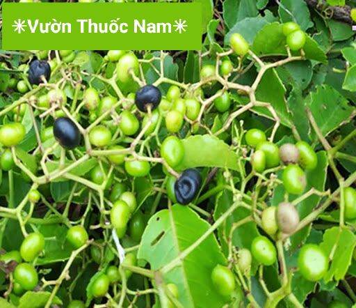 Combo 1kg dây trái giác tươi 1kg dây giác miền tây tươi 1 bầu giống