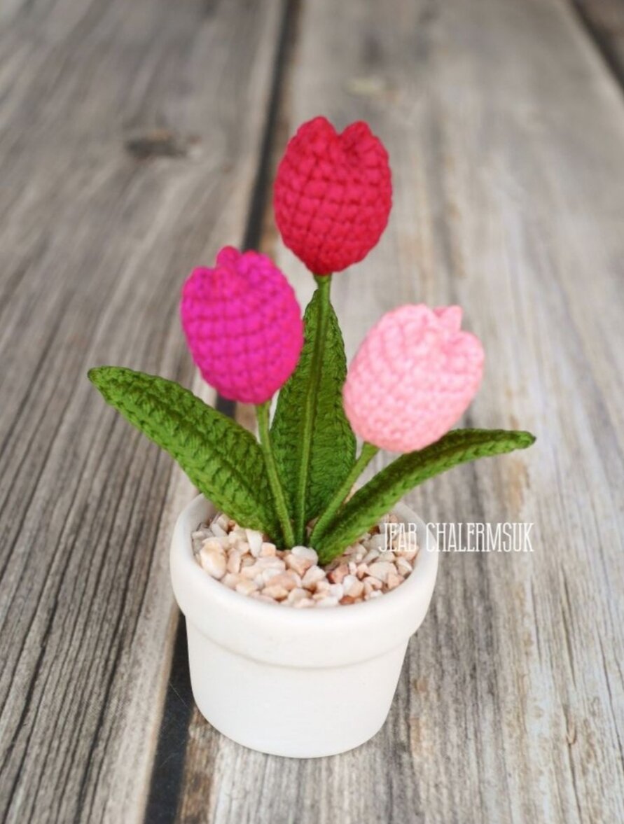 Chậu hoa tulip 3 hoa để bàn nhiều màu