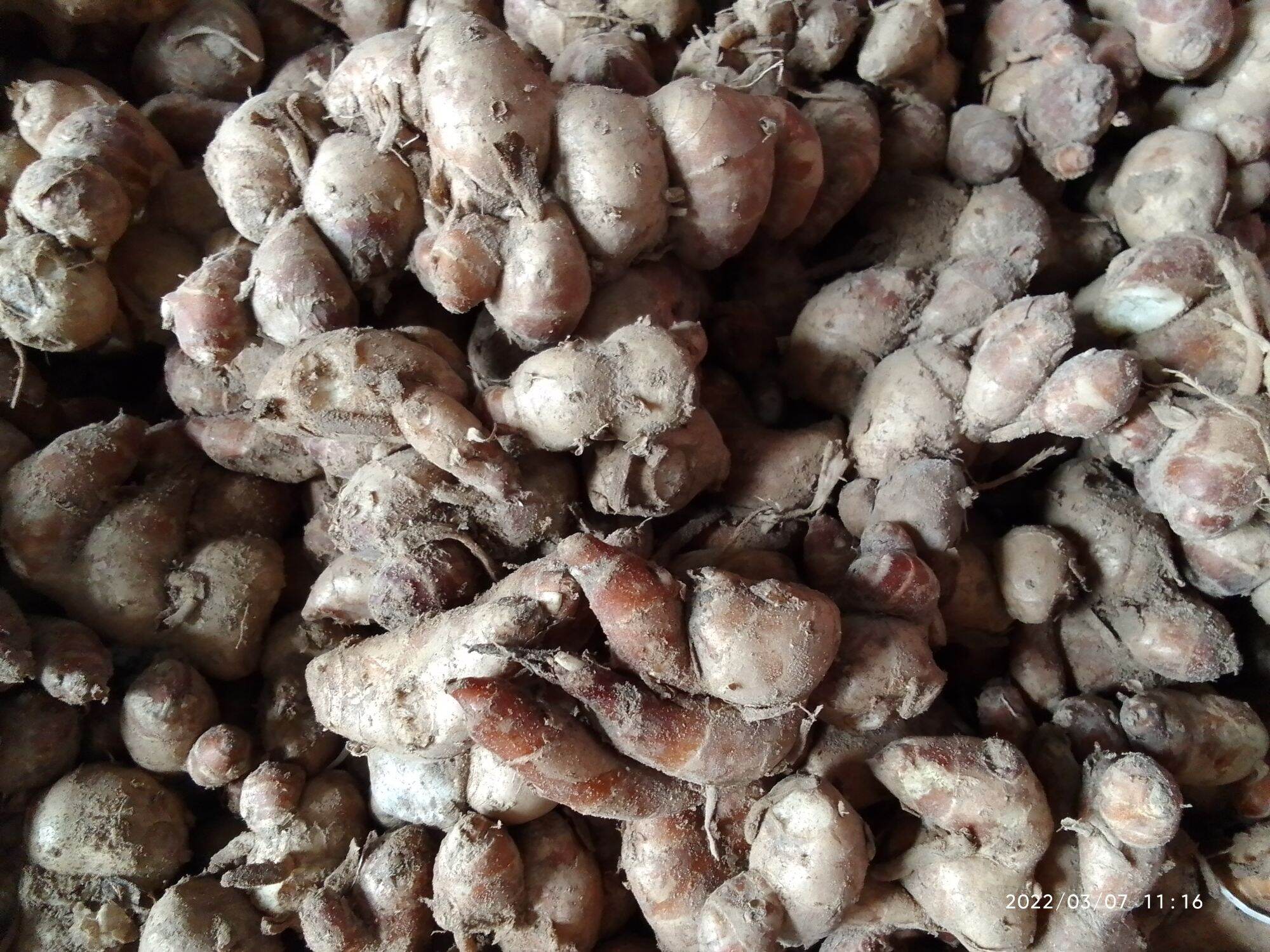 Củ địa liền tươi 1kg/ củ xá kén/củ xá kiếng