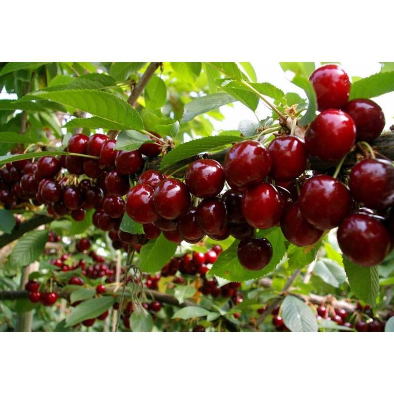Cây Cherry nhiệt đới (Cherry chịu nhiệt brazil) giống sx tại