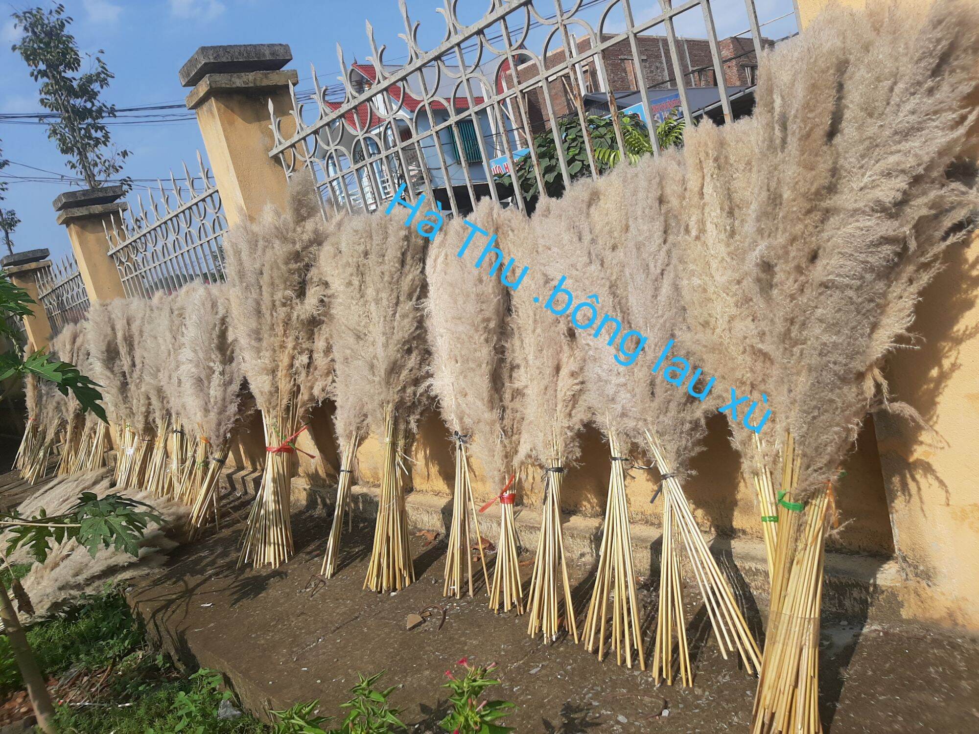 Bông lau Decor giá dẻ