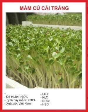 Hạt giống Mầm củ cải trắng - 50gram