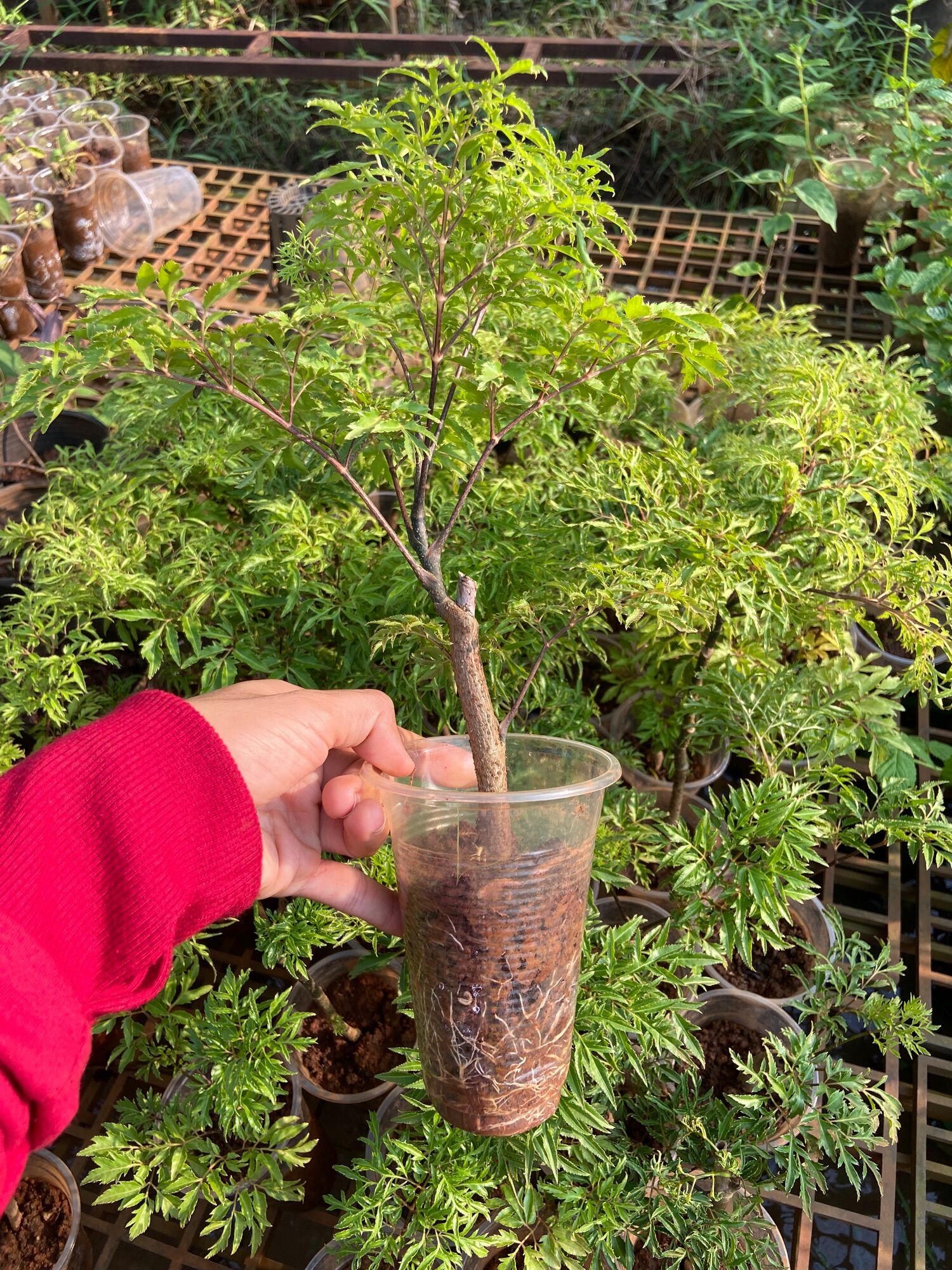 Combo 3 cây đinh lăng lá nếp