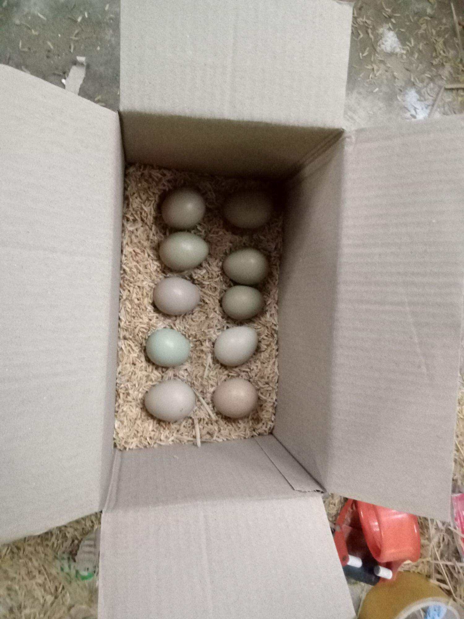 5 trứng chim trĩ về  ấp