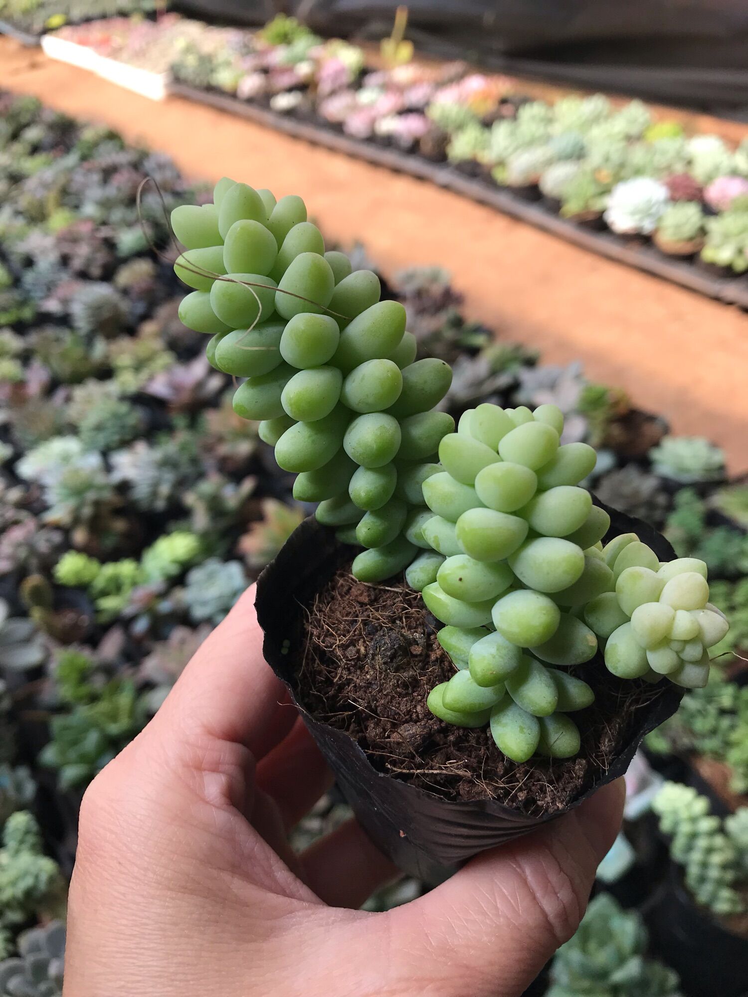 Sen đá chuỗi ngọc cute size bầu