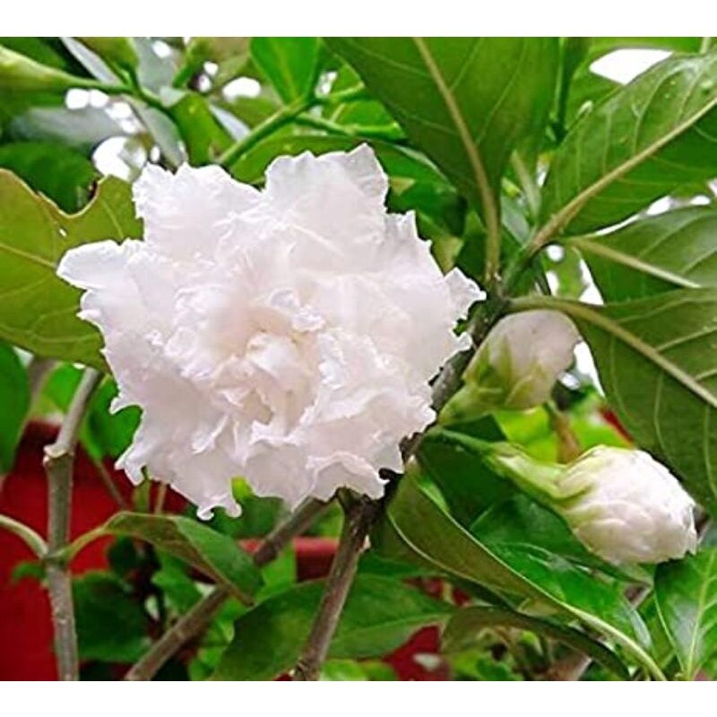 Lài tuyết