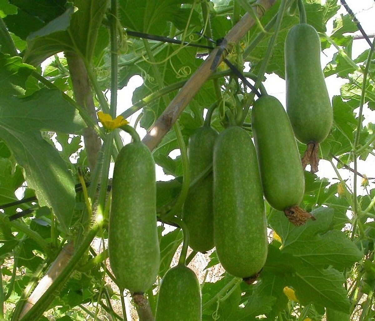 Hạt giống bí đao Sen Nông