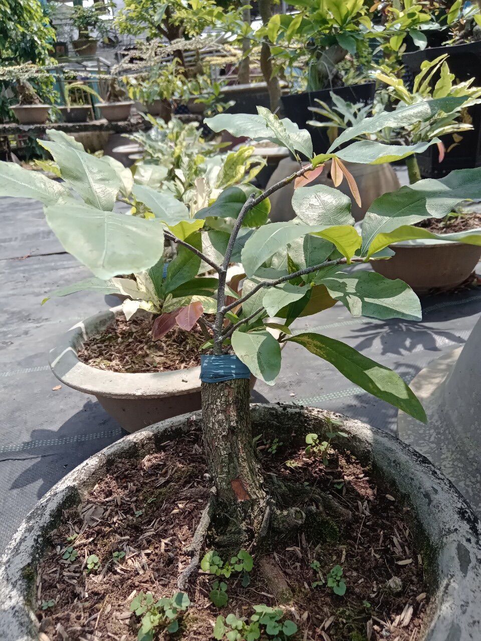 Cây cúc bạch mai (hoa nhiều cánh) gốc ghép bonsai