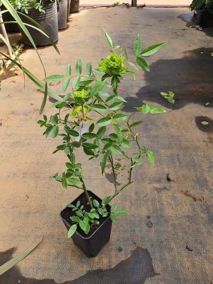 Hoa hồng xanh
