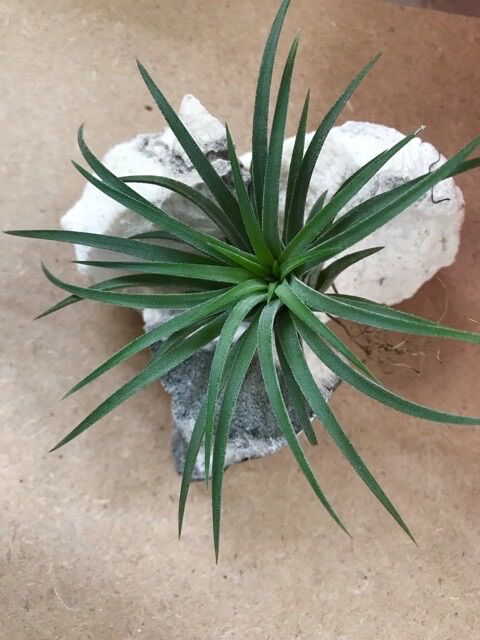 [HCM]Cây không khí ionantha cây lẻ