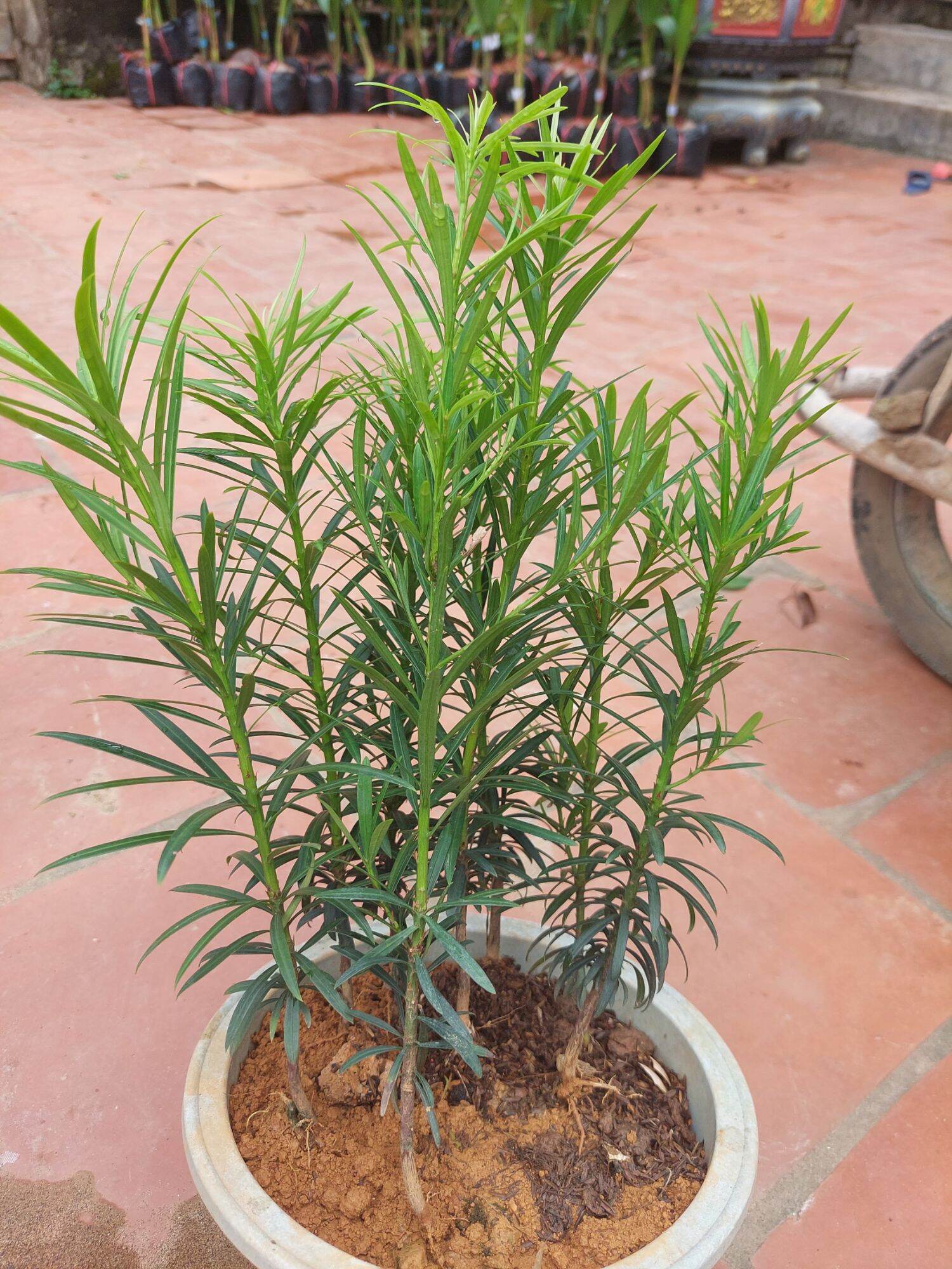 Cây tùng la hán cao 35_40cm