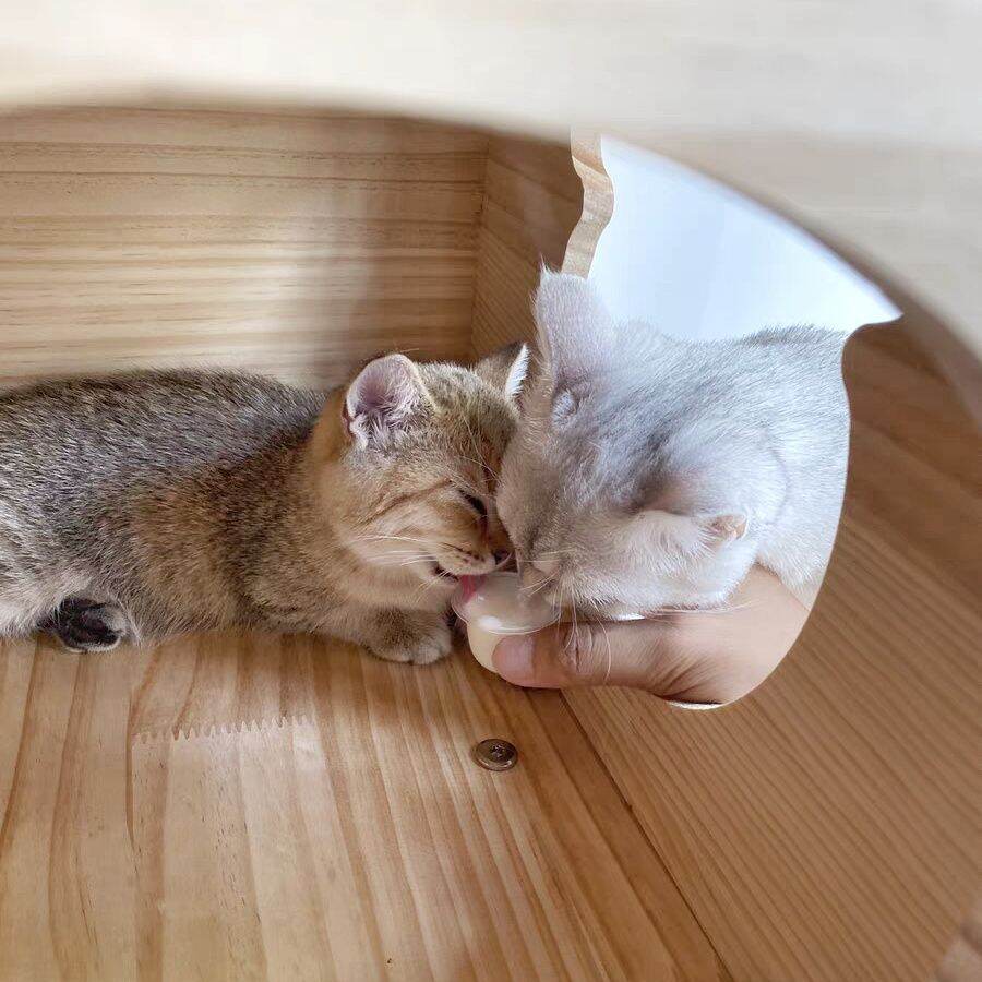 Pudding Sữa Dê Cho Mèo