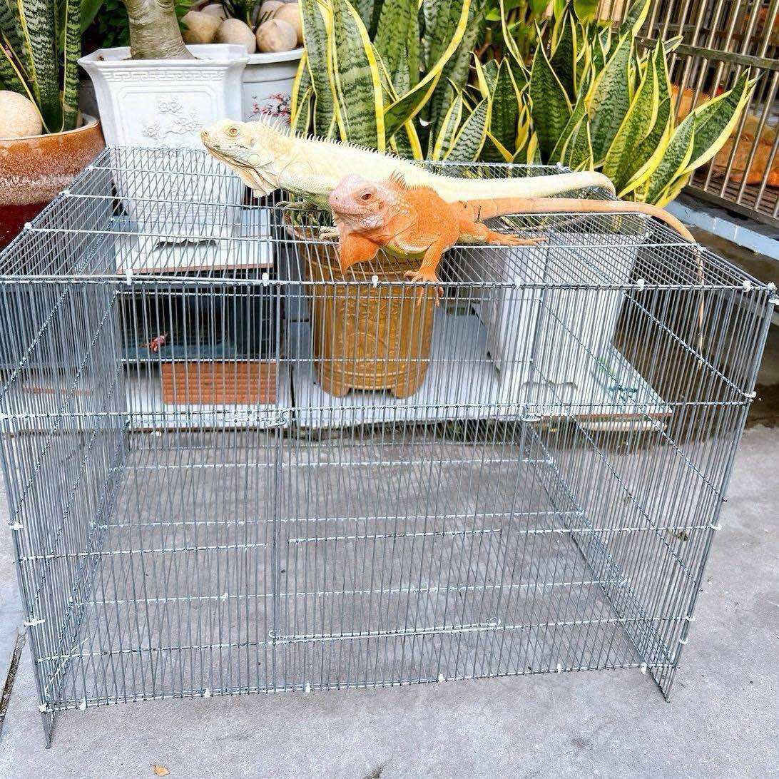 Chuồng Nuôi Rồng Nam Mỹ IGUANA BABY->TRƯỞNG THÀNH