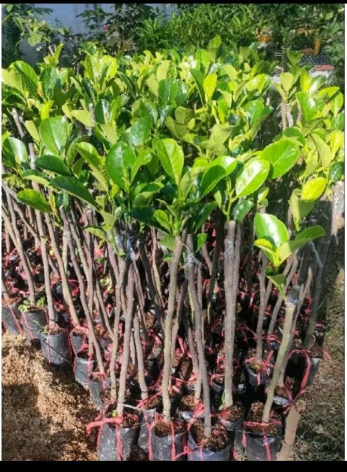 CÂY MÍT RUỘT ĐỎ. MAU TRÁI