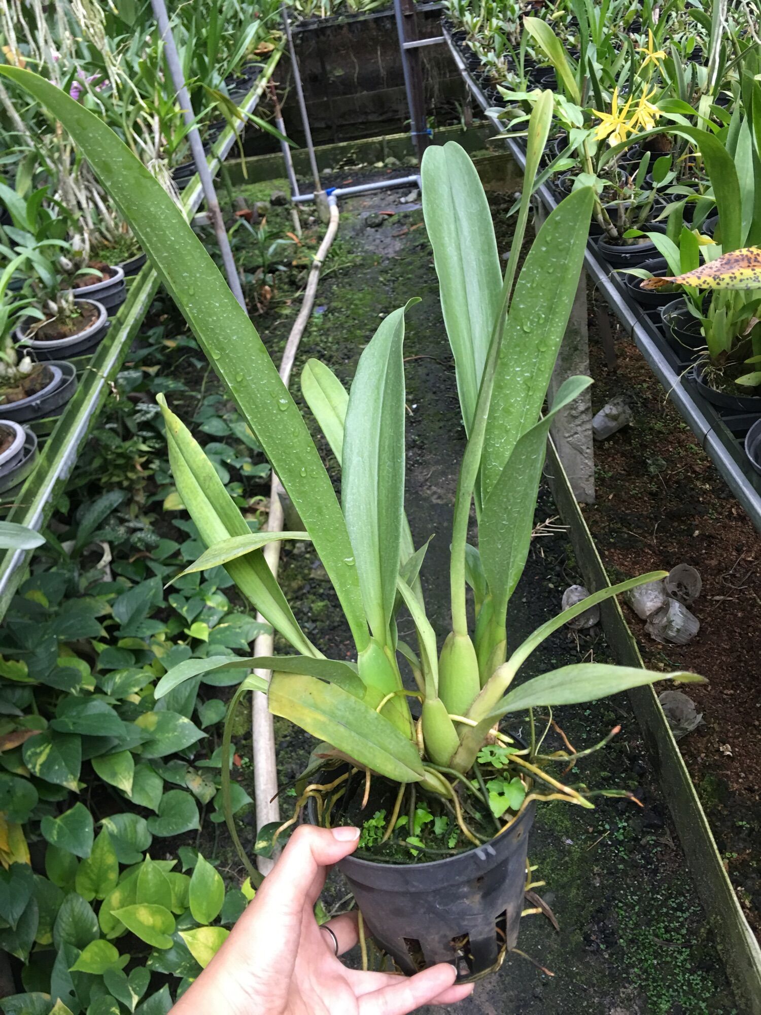 [HCM]Vũ Nữ Nhện Xanh