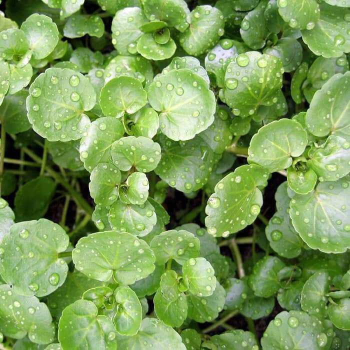 Hạt giống xà lách xoong