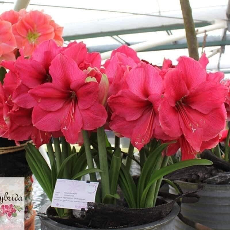 Hoa lan Huệ kép sỉ 3k ( set 5 củ)